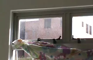 Neger vornehmlich gi ...